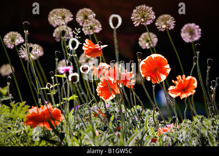 Allium Blumen Allium und Mohnfeld Blüte bestaunen LU Botanical Garden Riga Lettland Stockfoto