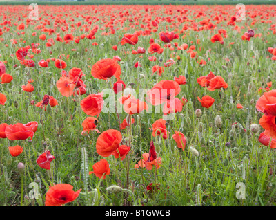 Biene zu einer pulsierenden Bereich der Mohn die durften natürlich wachsen. Stockfoto