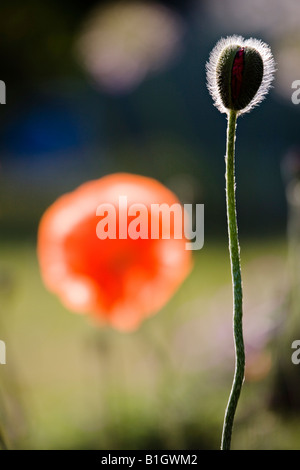 Rote Mohnblume angehende Stockfoto