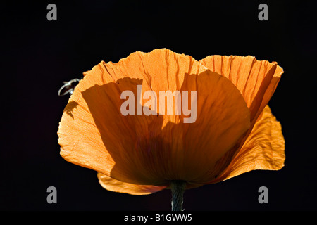 Roter Mohn Blume in voller Blüte und Biene nähert sich auf der linken Seite Stockfoto