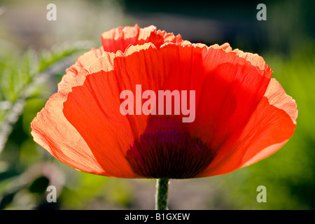 Rote Mohnblume Papaver in voller Blüte Stockfoto