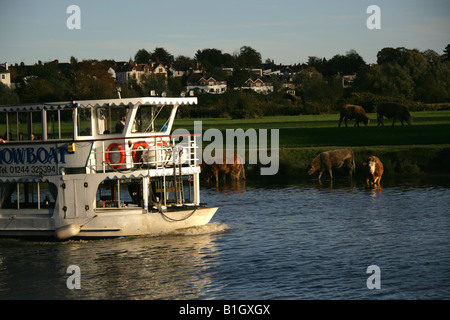 Von Chester, England. Das Mark Twain Vergnügen Boot auf dem Fluss Dee mit Kühen auf Chesters Wiese im Hintergrund. Stockfoto
