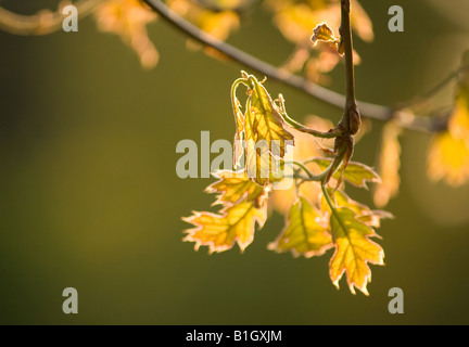 Schwarz-Eiche (Quercus Velutina) aufstrebenden Blätter zurück durch einen Feder-Sonnenuntergang leuchten Stockfoto