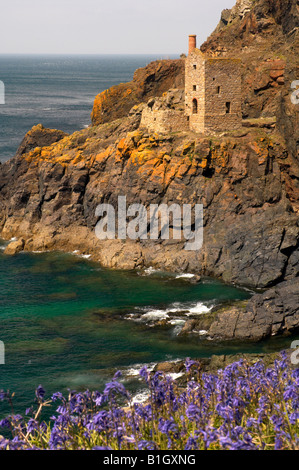 Die Kronen-Minen angesehen durch Klippen Glockenblumen im Frühjahr auf Botallack St Just Cornwall UK Stockfoto