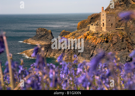 Die Kronen-Minen angesehen durch Klippen Glockenblumen im Frühjahr auf Botallack St Just Cornwall UK Stockfoto