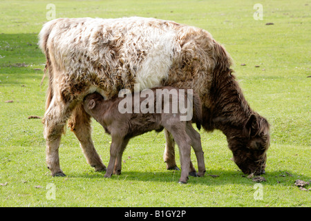 Neu geborene Kalb Spanferkel auf Kuh auf Heideland auf New Forest National Park, England. Stockfoto