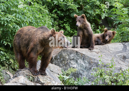 USA, Alaska, drei Braunbären auf Felsen Stockfoto