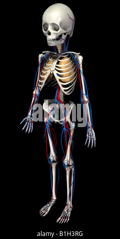 Anatomie Skelett mit Kreislauf Herz und Lunge Stockfoto