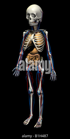Anatomie Skelett Kreislauf Herz Lunge Magen Stockfoto