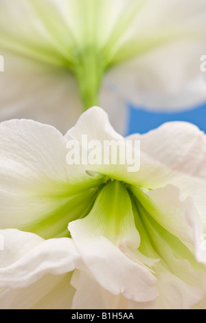 Nahaufnahme von zwei Doppel-Amaryllis-Blumen "Weiße Nymphe" vor blauem Hintergrund Stockfoto