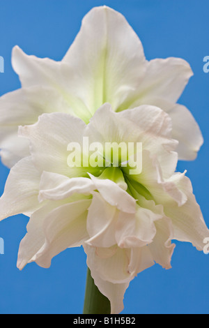 Nahaufnahme von zwei Doppel-Amaryllis-Blumen "Weiße Nymphe" vor blauem Hintergrund Stockfoto