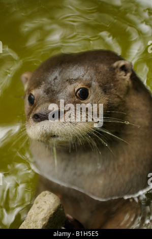 Neotropische Otter Lontra oder Lutra longicaudis Stockfoto