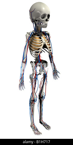 Anatomie Skelett mit Kreislauf Herz und Lunge Stockfoto