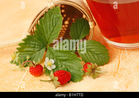Wilde Erdbeeren Infusion Fragaria vesca Stockfoto