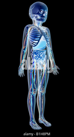 Kind-Anatomie mit Organen Stockfoto