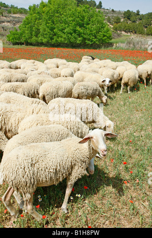 Schafherde Stockfoto