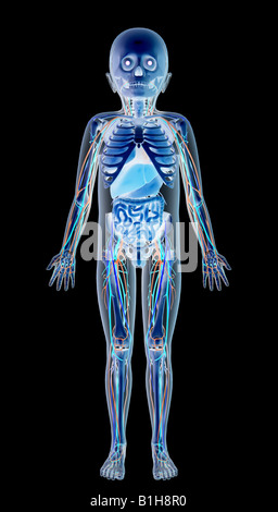 Kind-Anatomie mit Organen Stockfoto