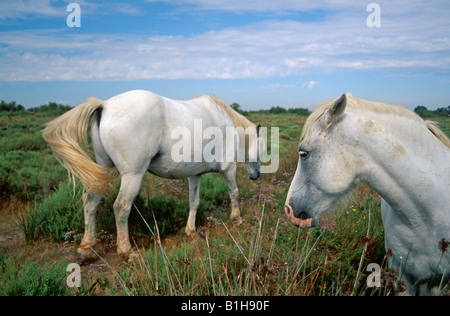 Weisse Pferde der Camargue, Provence, Südfrankreich Stockfoto