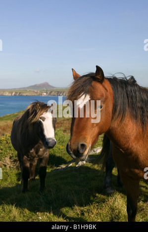 Rückblick auf Maen Bachau in der Nähe von St Justinian s Ramsey Island in b g St Davids Pembrokeshire Wales Stockfoto