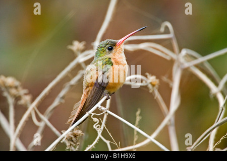 Zimt Kolibri Amazilia Rutila Sayulita Nayarit Mexiko 17 Januar Erwachsenen Trochilidae Stockfoto