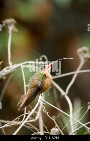 Zimt Kolibri Amazilia rutila Stockfoto