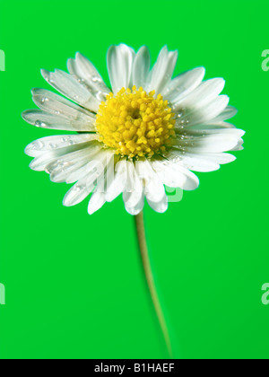 Daisy Flower Stockfoto