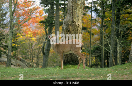 Eine weiße tailed Deer Doe weibliche Odocoileus Virginianus in den Adirondack Mountains im Bundesstaat New York Stockfoto