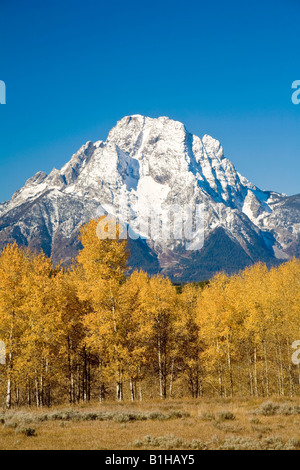 Mt. Moran mit goldenen Espen im Grand Teton National Park im Herbst Stockfoto