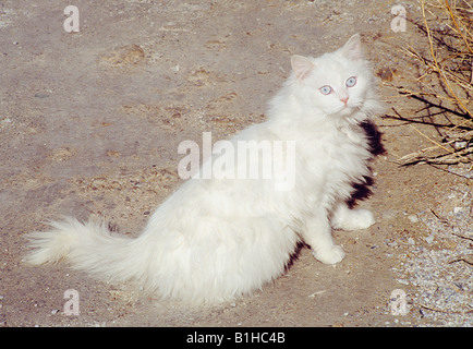 Weiße Perserkatze sitzen und in die Kamera schaut. Stockfoto