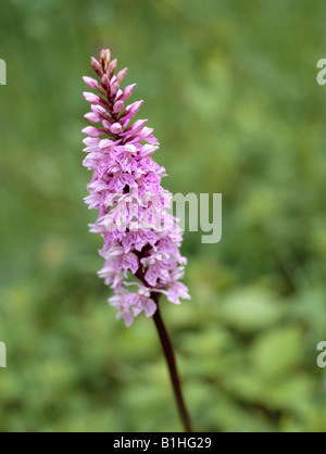 Gemeinsame gefleckte Orchidee High Elms Kent England UK Stockfoto