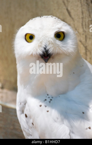 Schneeeule Stockfoto