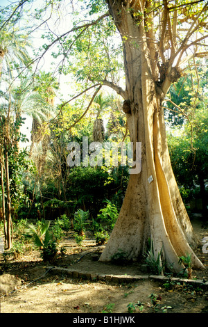 Schöne Bäume im Botanischen Garten findet auf einer Insel auf dem Nil Fluß in der Nähe der Stadt Assuan Stockfoto