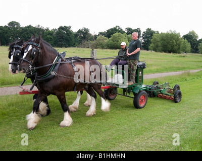 Ein paar von Shire Pferde ziehen einen Rasenmäher in Richmond Park, Richmond implementieren. Surrey. UK Stockfoto