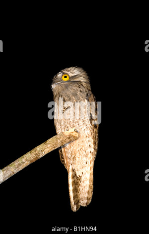 Nördlichen aber Nyctibius Jamaicensis Mexicanus San Blas Nayarit Mexiko 20 Januar Erwachsenen Nyctibiidae Stockfoto