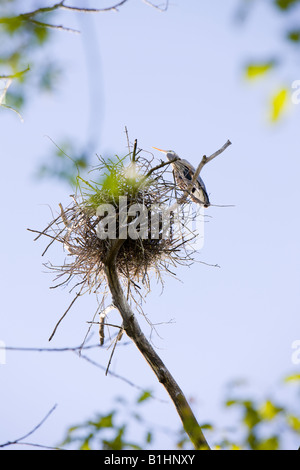 Ein Reiher thront auf seinem Nest an der Spitze eines Baumes Stockfoto