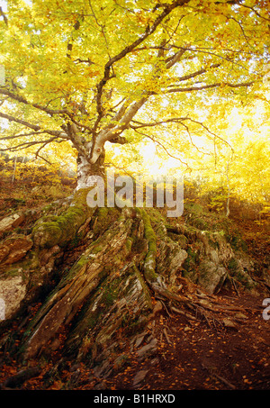 Alte Buche. Hayedo de Montejo. Madrid Provinz. Spanien. Stockfoto