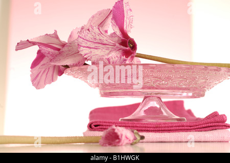 Cyclamen auf einer Glasplatte Kuchen Stockfoto