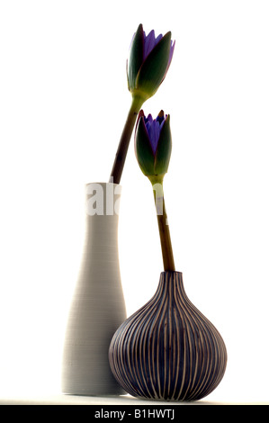 Zwei Blaue Blüten in Vasen Stockfoto