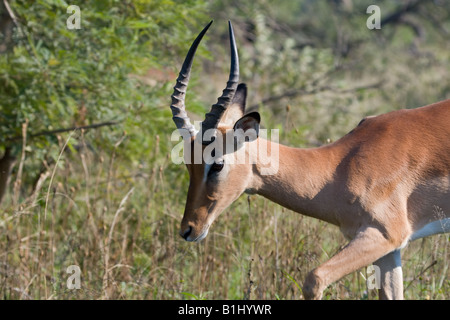 Junge männliche Impala (Aepyceros Melampus) Stockfoto