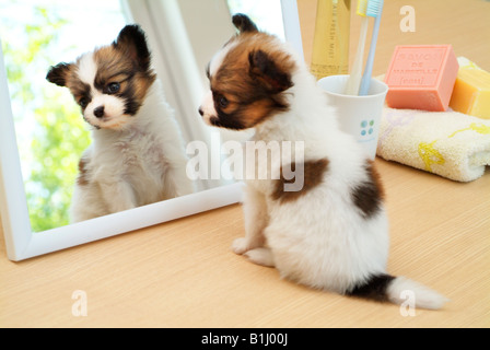 Papillon Welpen vor weißem Hintergrund Stockfoto, Bild ...