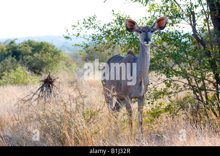 Größere Kudu weiblich - Tragelaphus strepsiceros Stockfoto