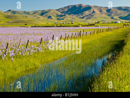 IDAHO, Camas Prairie Centennial Marsh. Field of purple camas lily wildflowers and rural farm town of Hill City. Near Fairfield Stockfoto