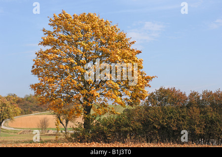 Spitz-Ahorn (Acer Platanoides) im Herbst Stockfoto