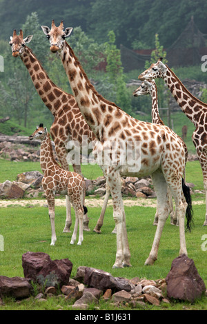 DEU-Deutschland-Giraffen-Baby im Zoo ZOOM Erlebniswelt in Gelsenkirchen Stockfoto