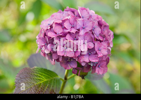 Hortensie Stockfoto