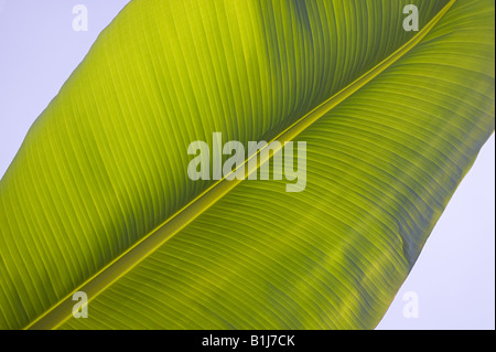 Bananenblatt Stockfoto