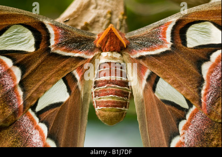 Atlas-Motte Stockfoto