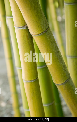 Bambuspflanze Stockfoto