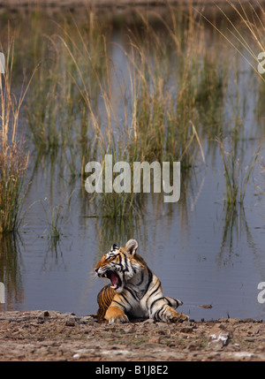 Bengal Tiger in einem Wasser in Ranthambore Tiger Reserve, Indien. (Panthera Tigris) Stockfoto