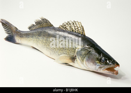 Hecht, Barsch, Zander (Lucioperca Lucioperca, Stizostedion Lucioperca), Studio Bild Stockfoto